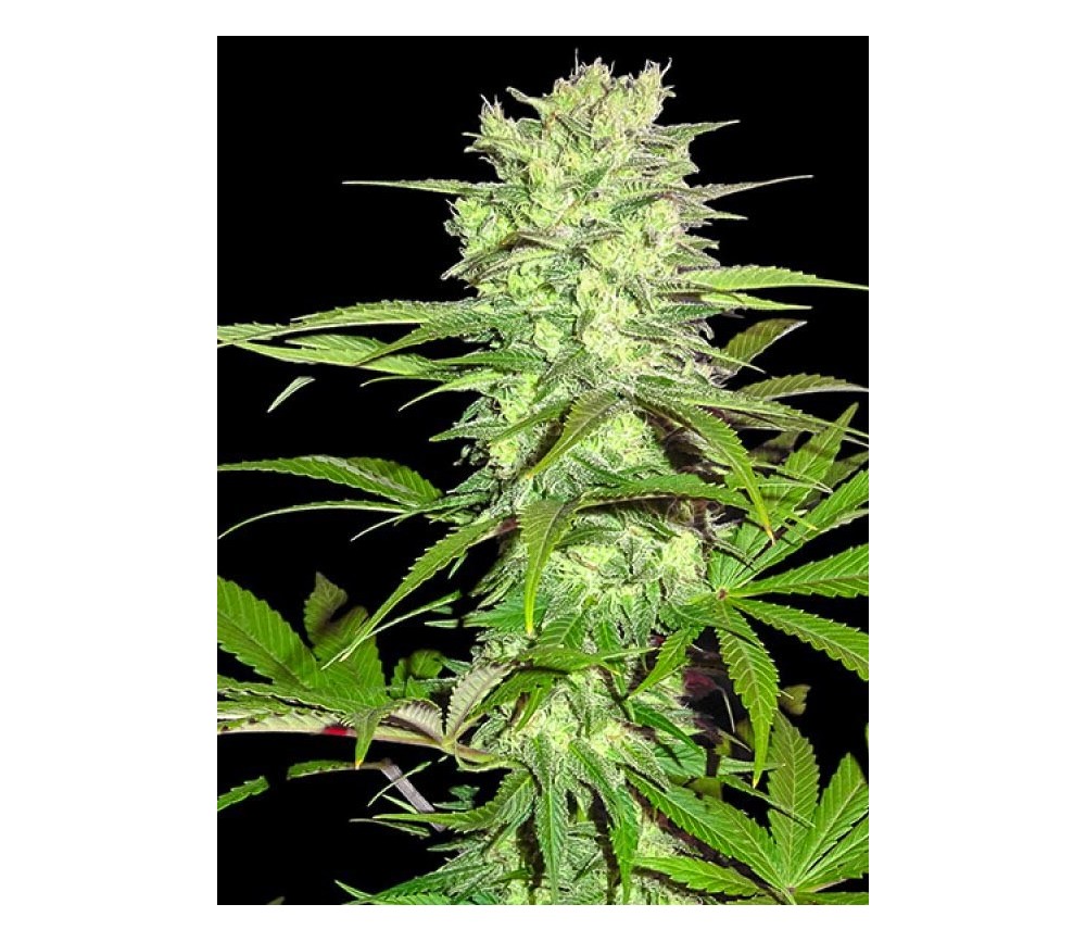 Thunderstruck - Sumo Seeds