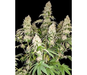 White Caramel Cookie - Sumo Seeds