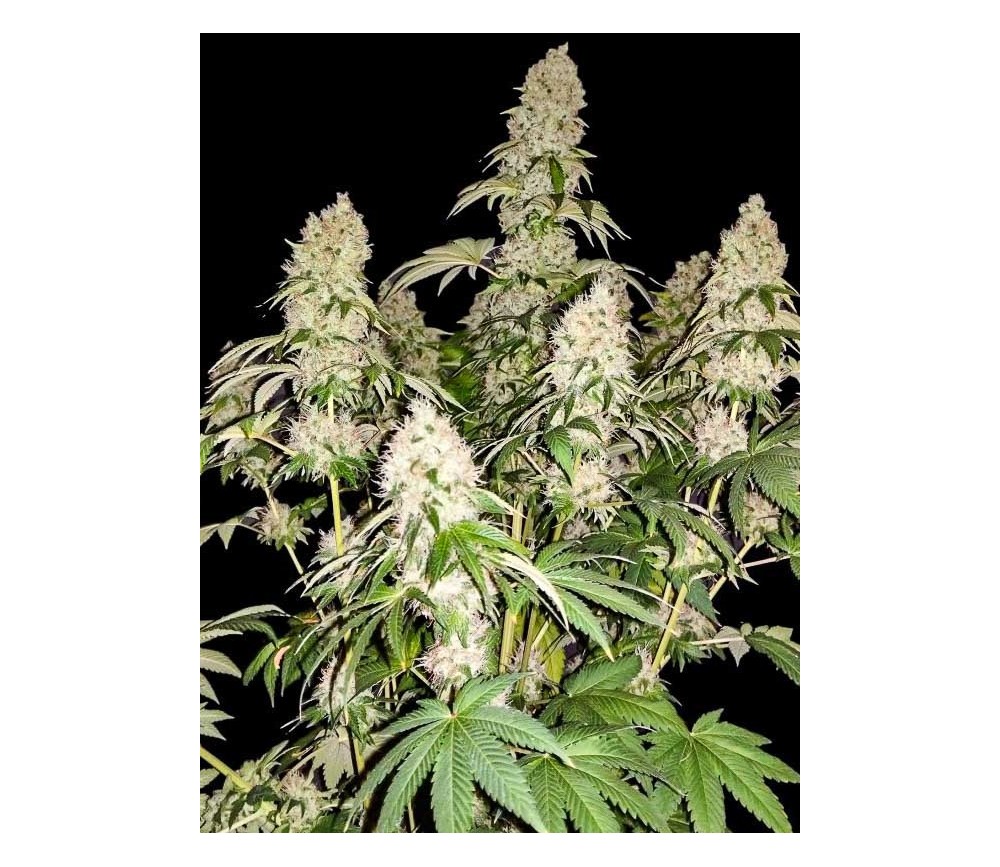 White Caramel Cookie - Sumo Seeds