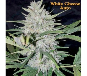 White Cheese Auto - Sumo Seeds