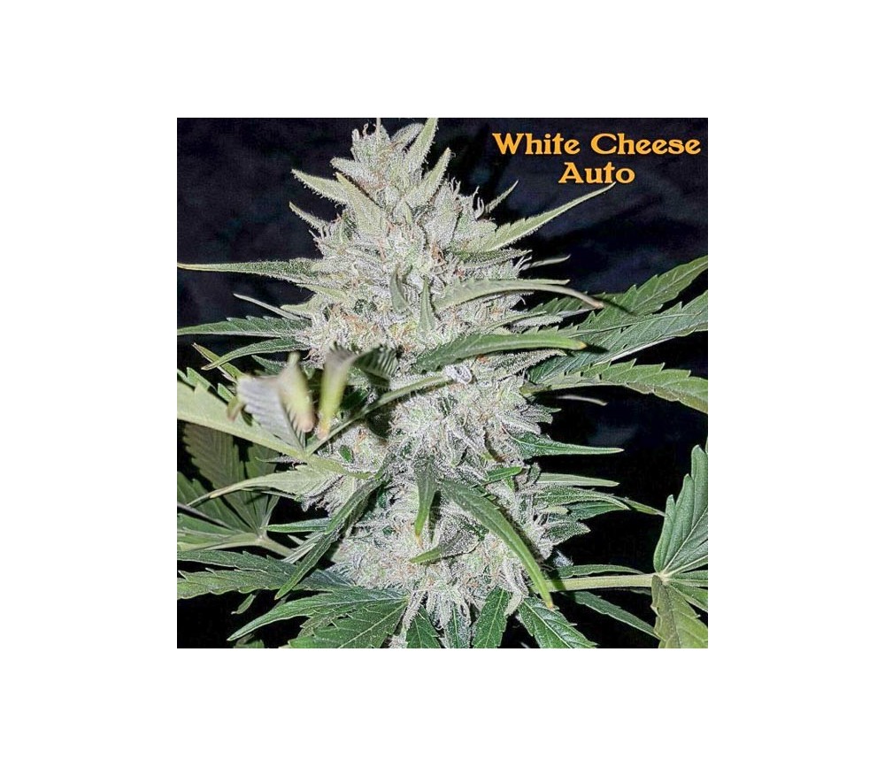 White Cheese Auto - Sumo Seeds