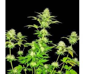 White Widow Original - Sumo Seeds