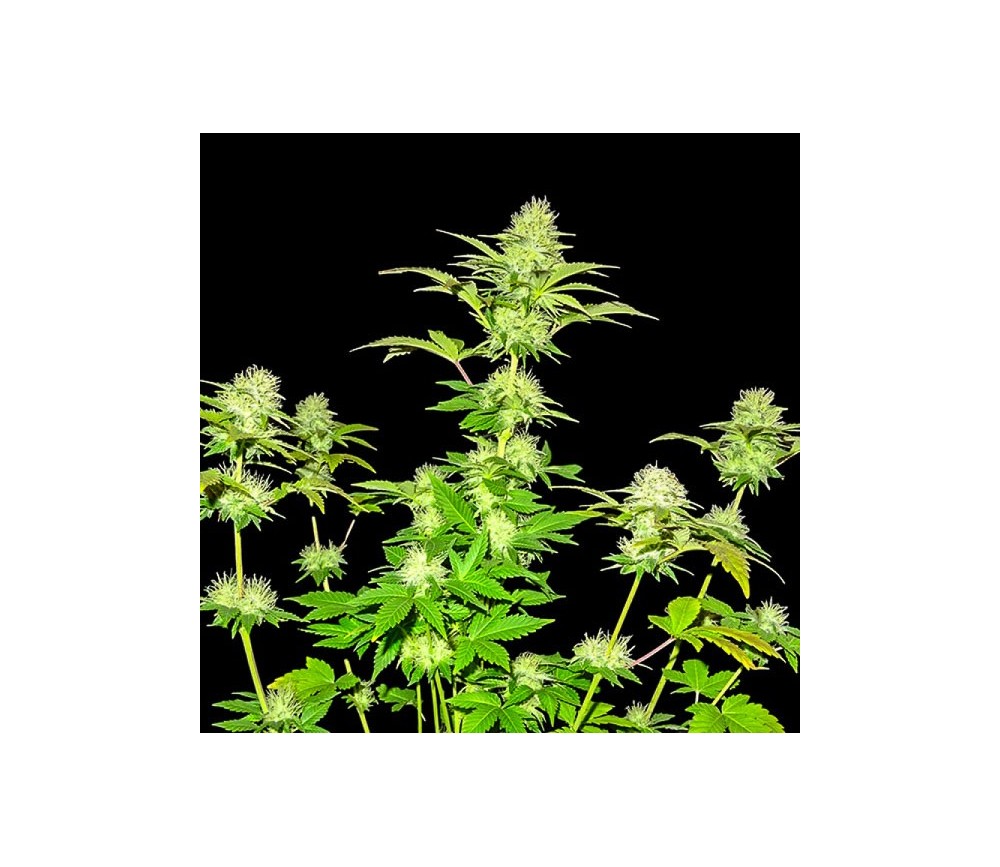 White Widow Original - Sumo Seeds