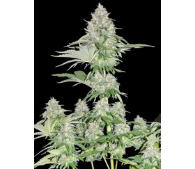 Zombie Haze - Sumo Seeds