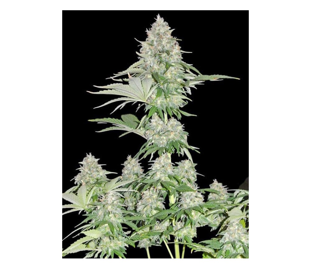 Zombie Haze - Sumo Seeds