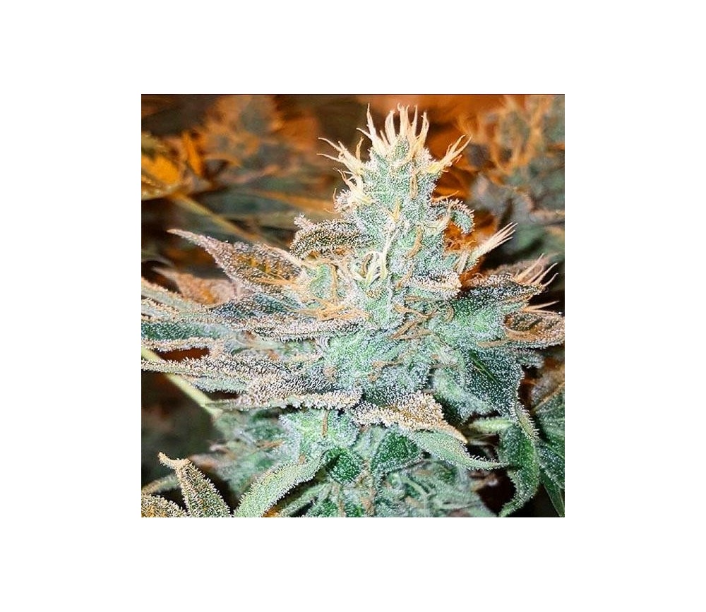 CBD Kong's Kush - Sumo Seeds