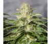 OG Kush CBD - Medical Seeds
