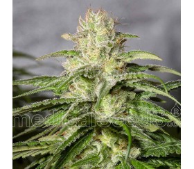 OG Kush CBD - Medical Seeds