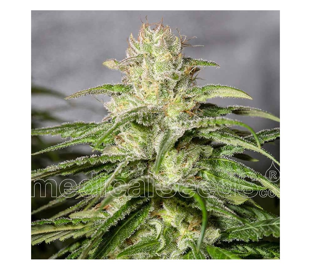 OG Kush CBD - Medical Seeds