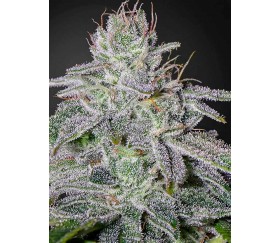 Franco's Lemon Cheese - Green House Seeds