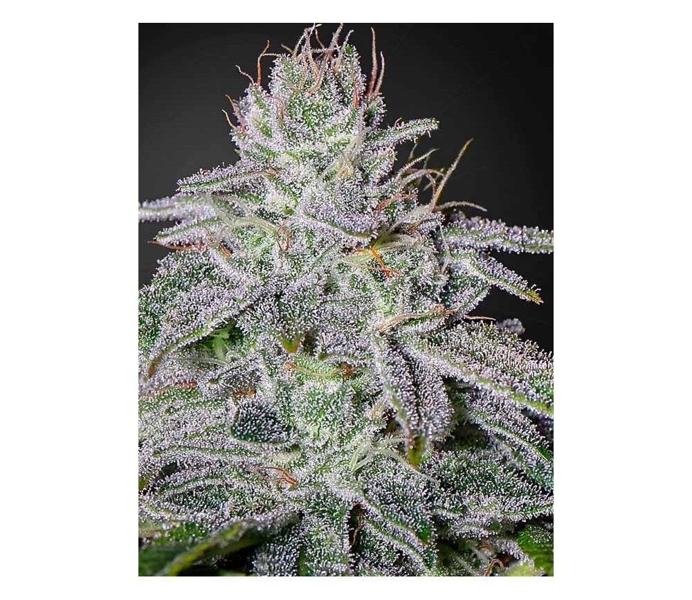 Franco's Lemon Cheese - Green House Seeds