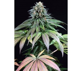 Purple Moby Dick - Dinafem