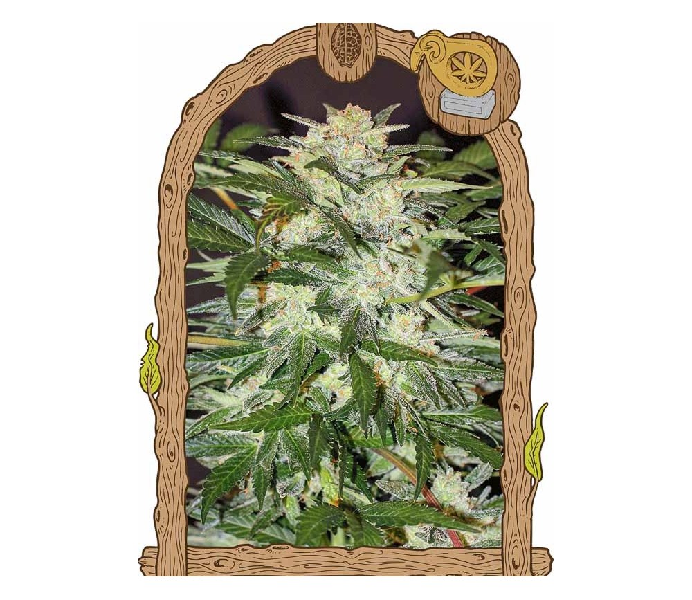 Monster Mash - Exotic Seeds