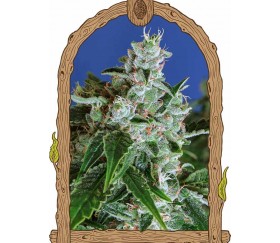 Sir Jack Auto - Exotic Seeds