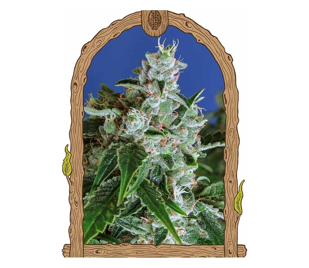 Sir Jack Auto - Exotic Seeds