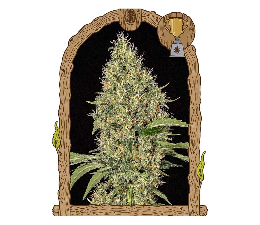 Gipsy Widow - Exotic Seeds