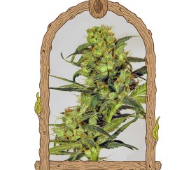 Spicy Bitch Regular - Exotic Seeds