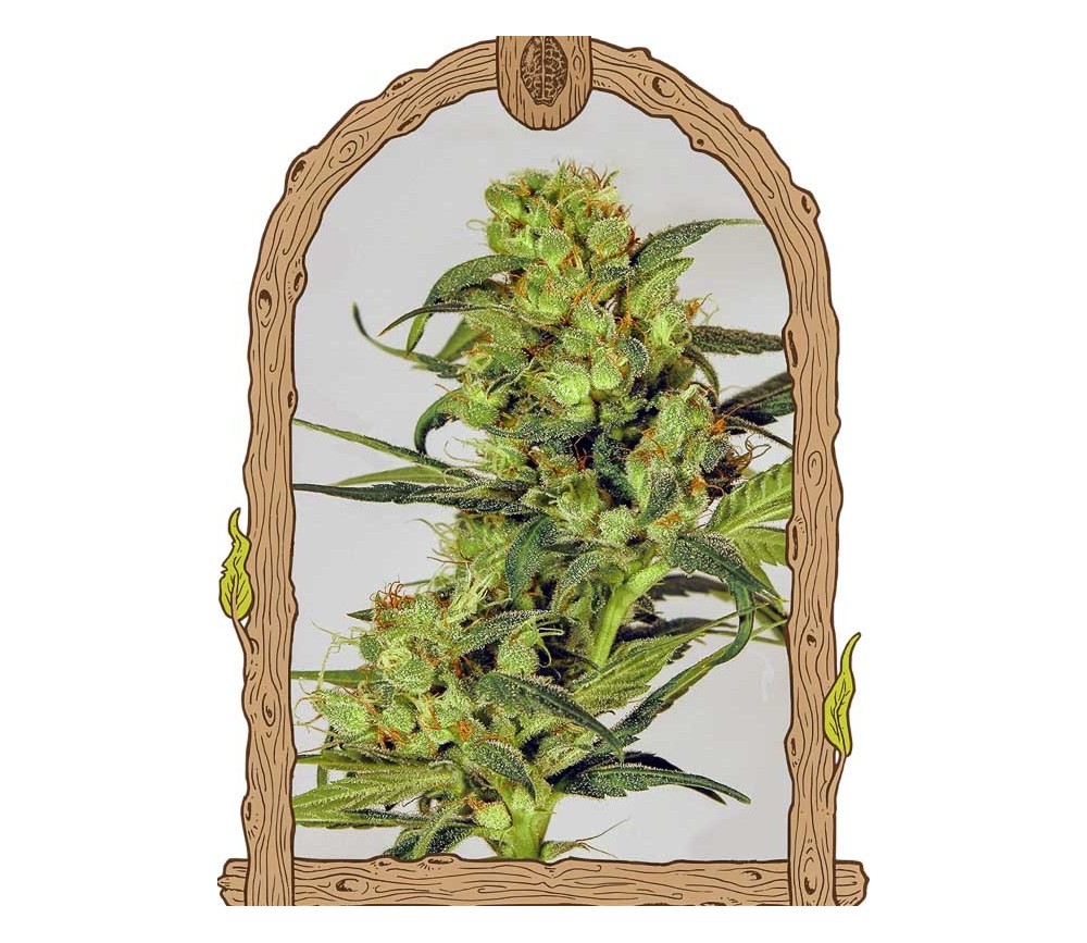 Spicy Bitch Regular - Exotic Seeds