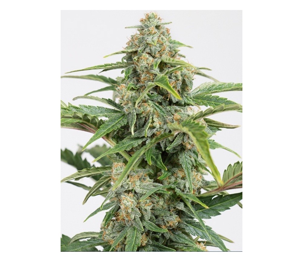 DINAMED CBD AUTO