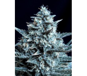 Blubonik - Genehtik Seeds