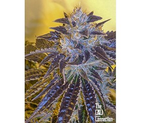 Larry OG Kush - Cali Connection