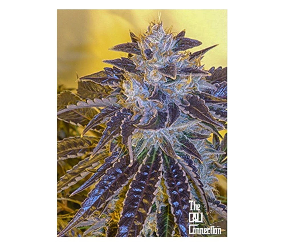 LARRY OG KUSH