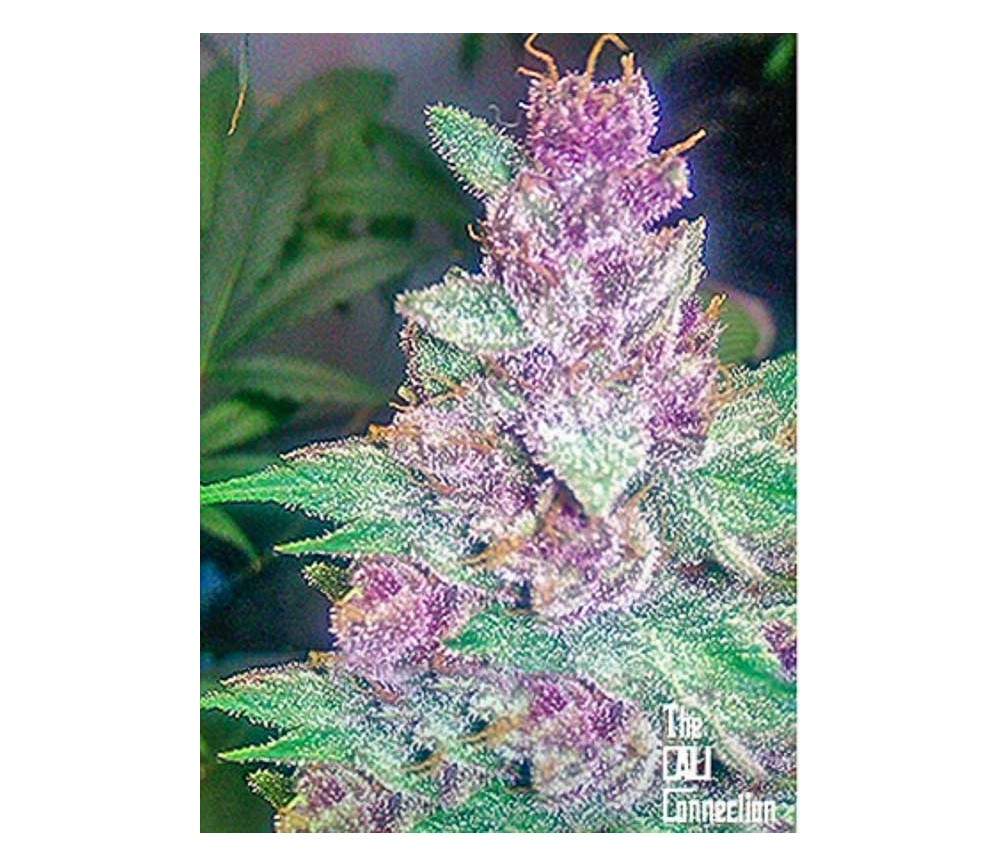 GRAPE KUSH