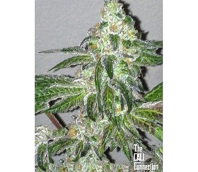 Girl Scout Cookies - Cali Connection