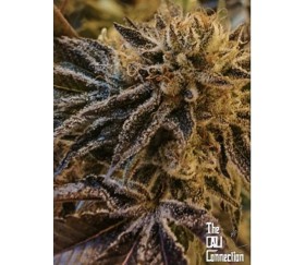 Corleone Kush Regulares - Cali Connection