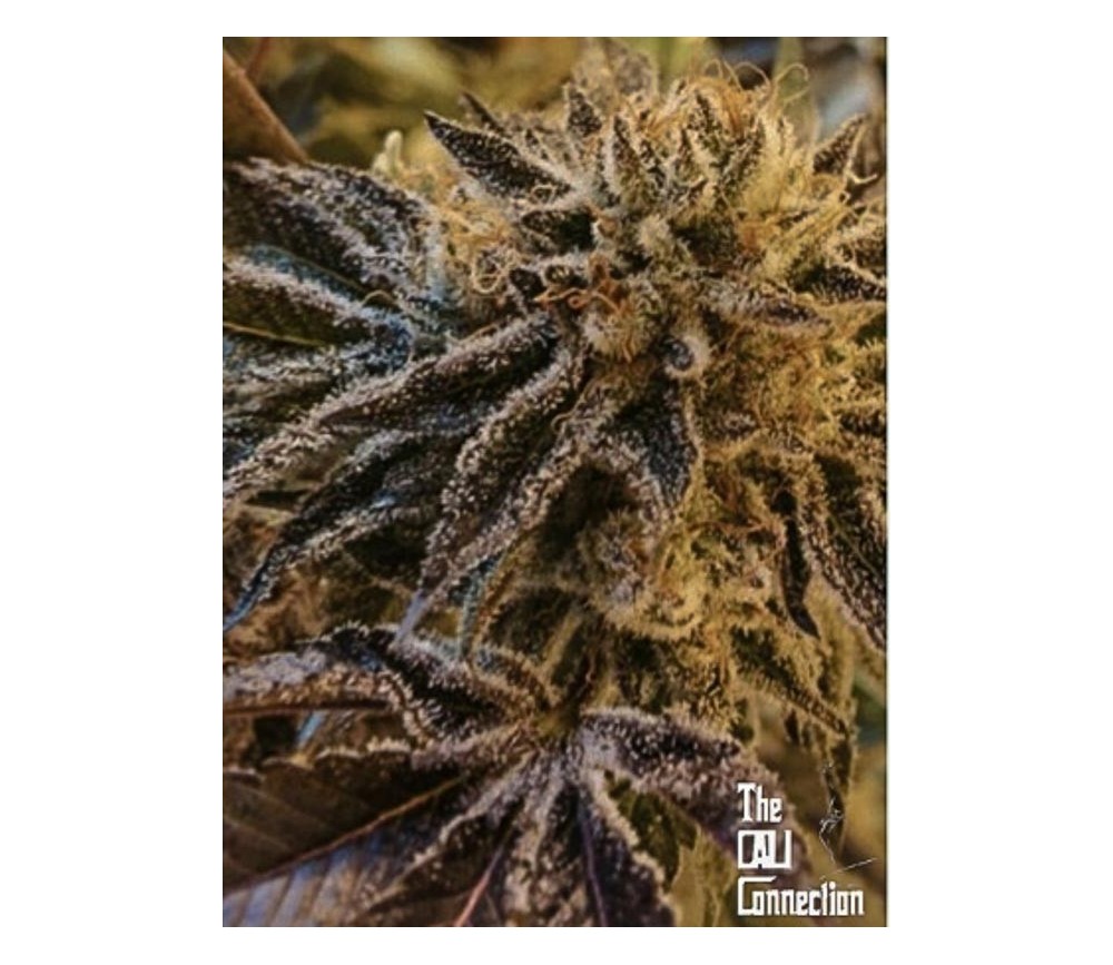 Corleone Kush Regulares - Cali Connection