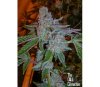 Tahoe OG kush - Cali Connection