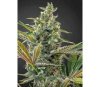 Super Zitrone Haze Auto CBD