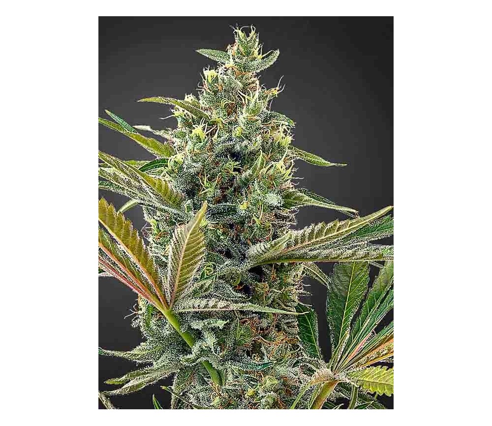 Super Lemon Haze Auto CBD