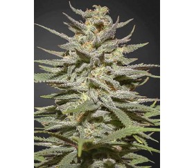 Super Zitrone Haze CBD - Green House Seeds