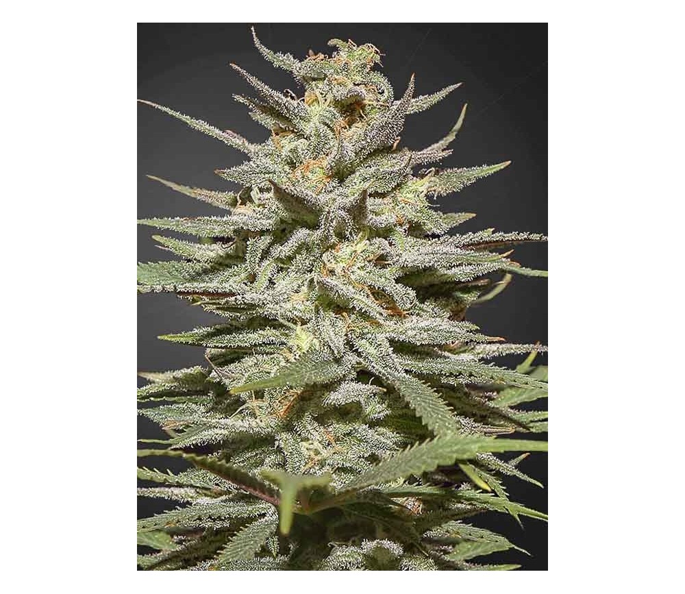 Super Lemon Haze CBD - Green House Seeds