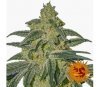 Afghan Hash Plant Regulares - Barney's Farm