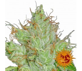 G13 Haze Regulares - Barney's Farm