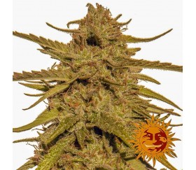 Pinneapple Haze Regulares - Barney's Farm