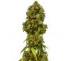 Swiss Dream Auto CBD - Kannabia Seeds Company