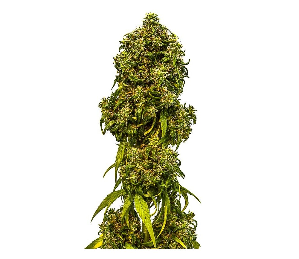 Swiss Dream Auto CBD - Kannabia Seeds Company