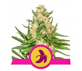 Fat Banana - Royal Queen Seeds