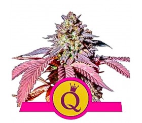 Purple Queen - Royal Queen Seeds