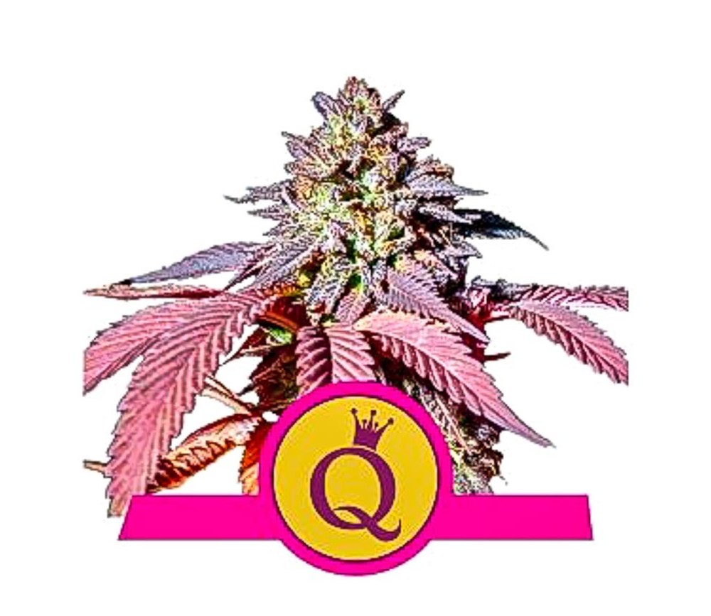 Purple Queen - Royal Queen Seeds