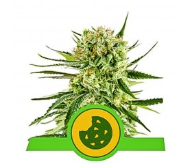 Royal Cookies Automatic - Royal Queen Seeds