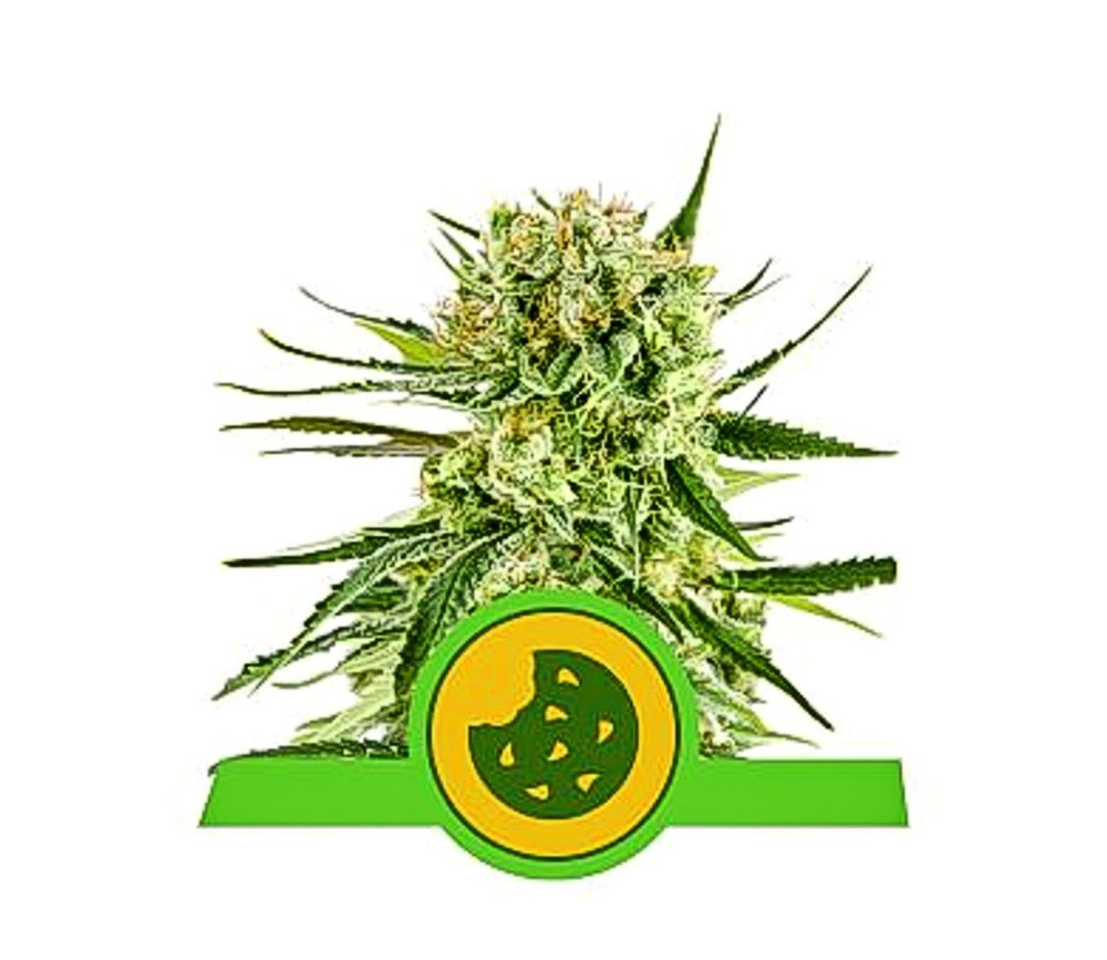 Royal Cookies Automatic - Royal Queen Seeds