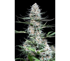 Quick Critical - Dinafem Seeds