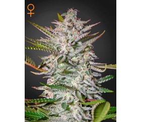 Holy Punch - Green House Seeds