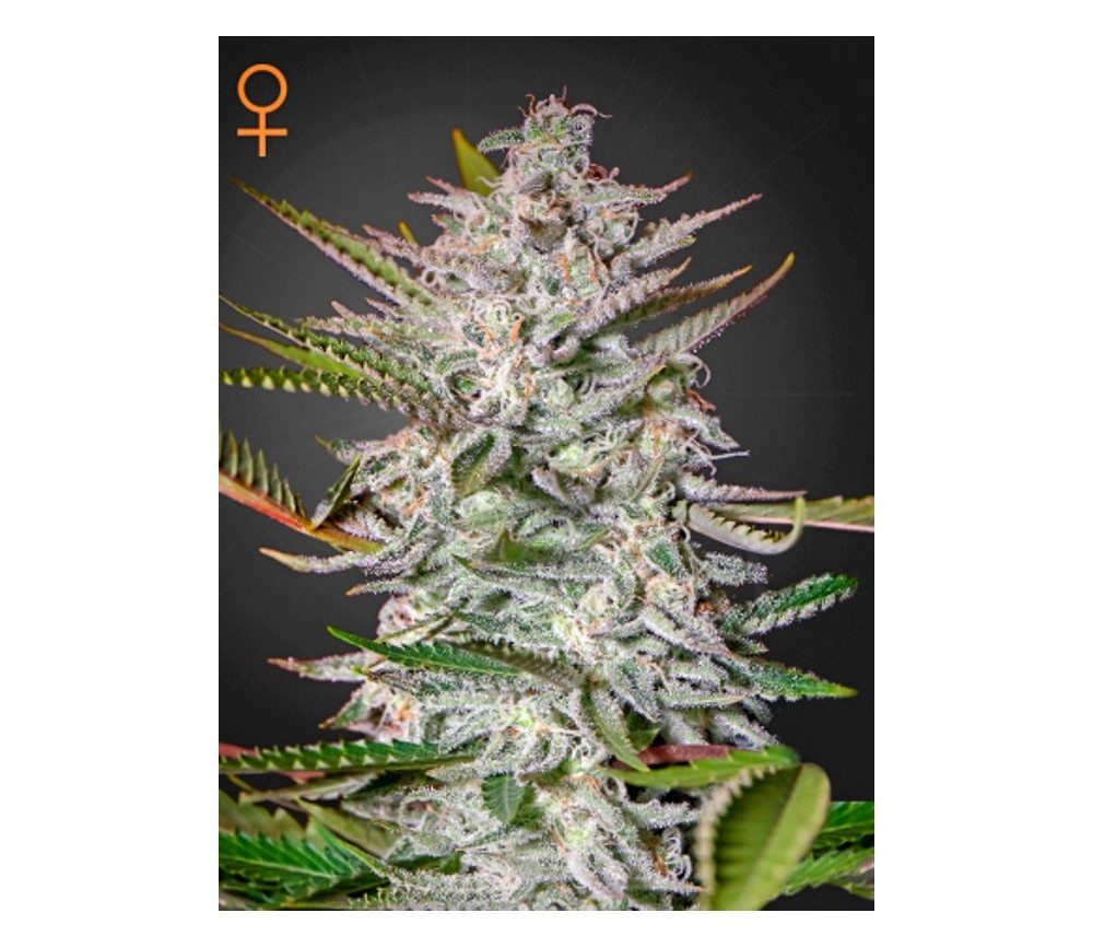 Holy Punch - Green House Seeds