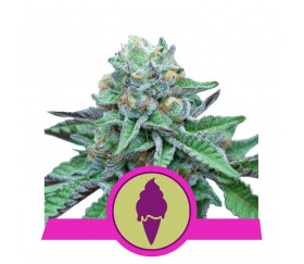 Grünes Gelato - Royal Queen Seeds