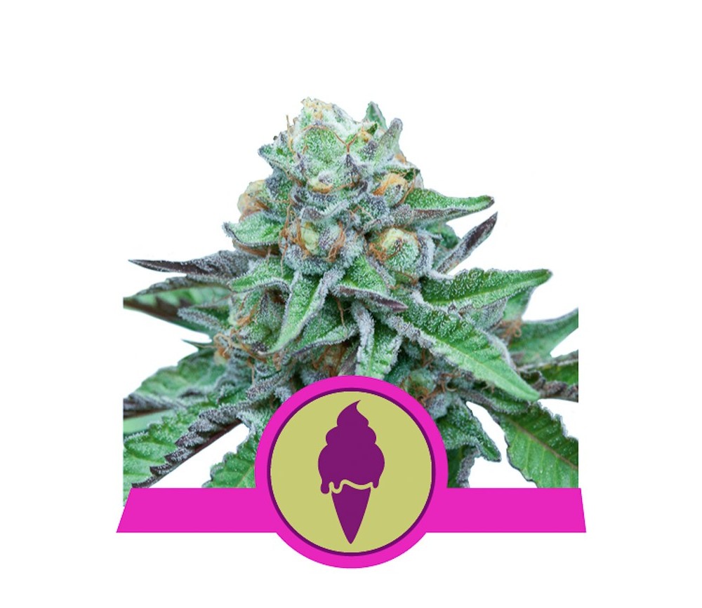 Grünes Gelato - Royal Queen Seeds